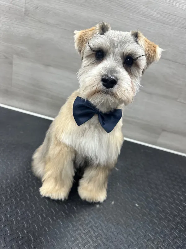 Dapper & Refined - after grooming