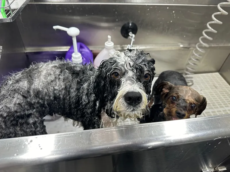 Bath & Brush service for dogs