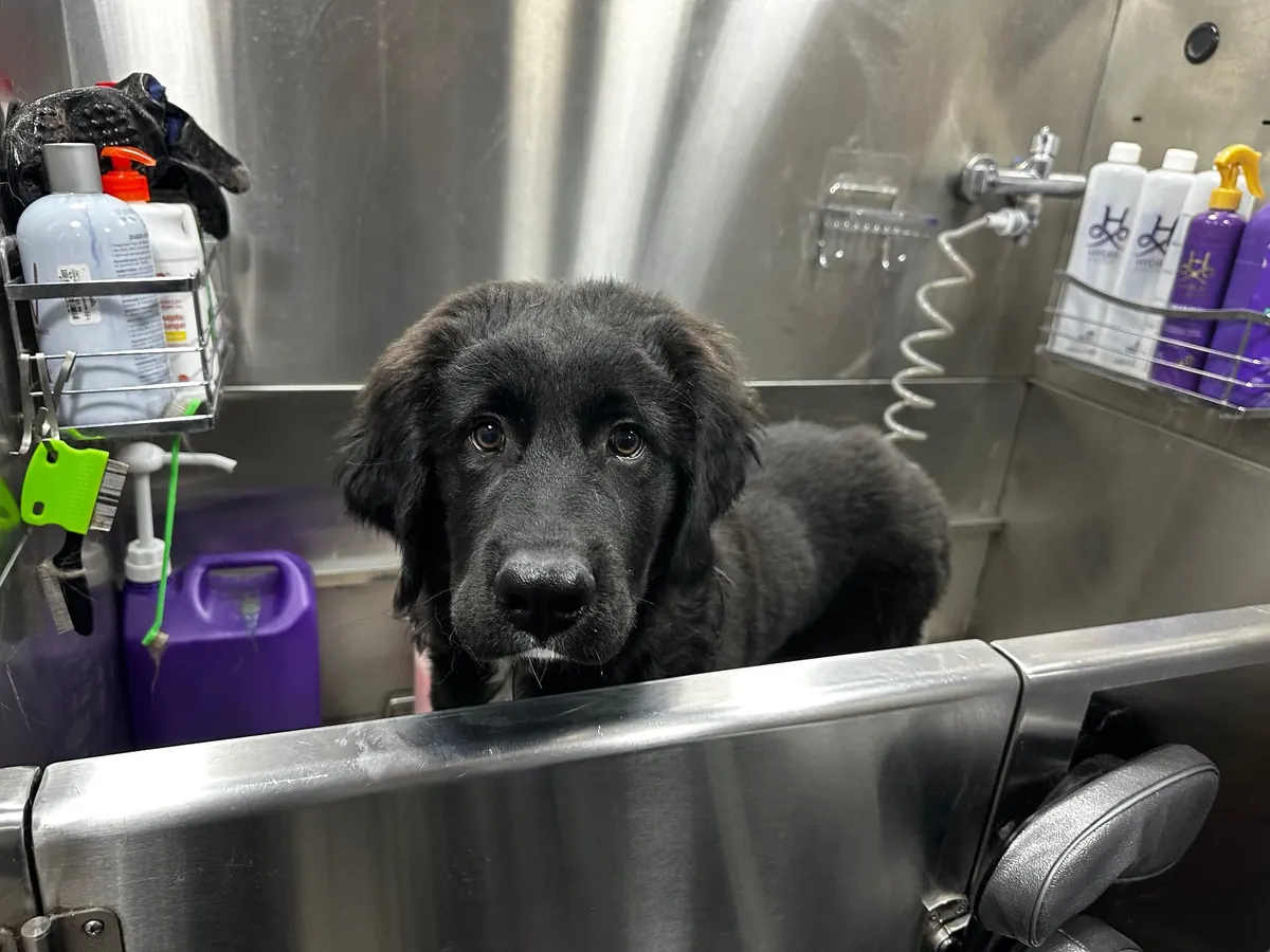 Adorable black dog enjoying a bath in our mobile dog spa