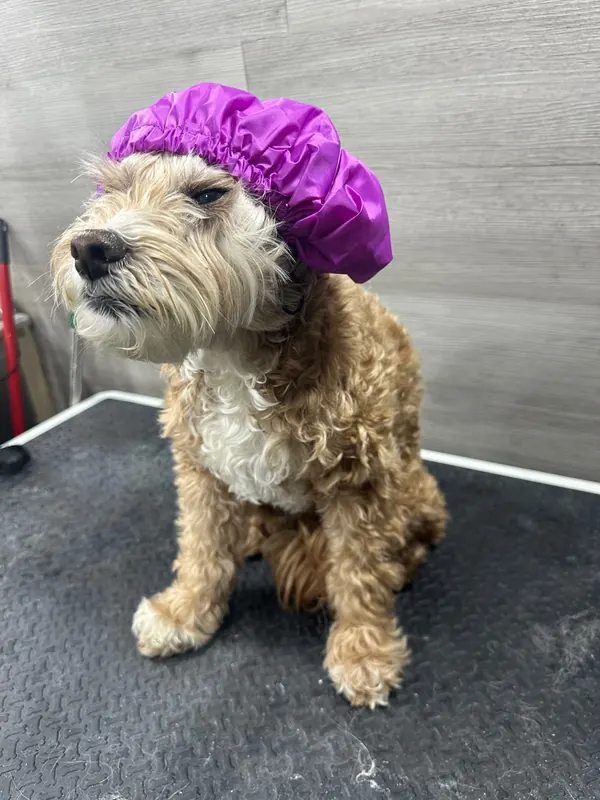 Pampered Pup