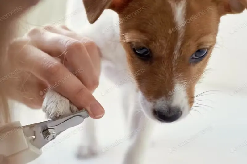 Spa Add-ons service for dogs